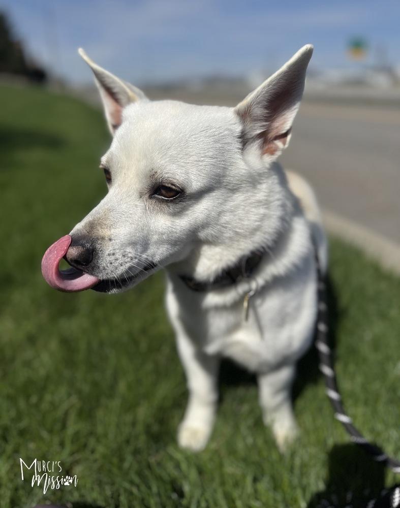Enlarge Toblerone, a Adoptable mixed breed in Spokane , WA image 4/5