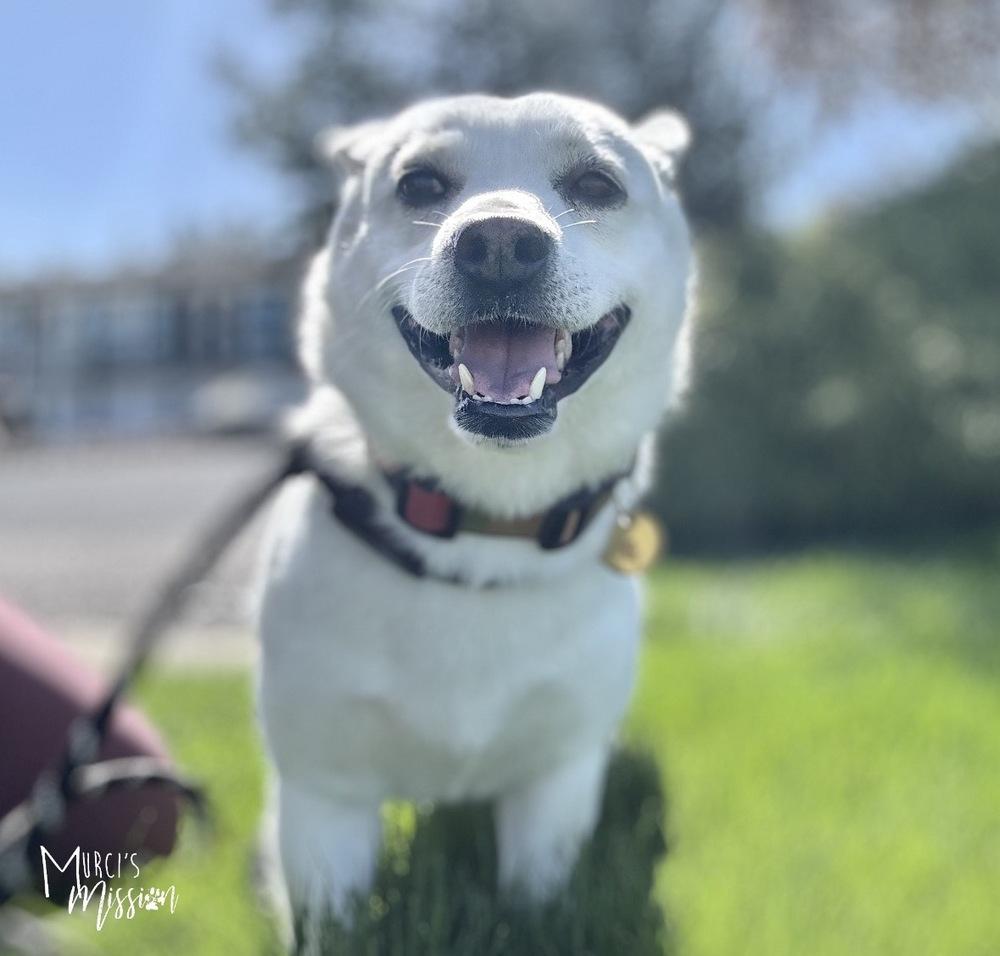 Enlarge Toblerone, a Adoptable mixed breed in Spokane , WA image 5/5