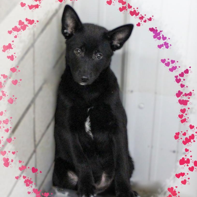 Enlarge Briar Rose, a Adoptable Pomsky in Amelia, OH image 2/2