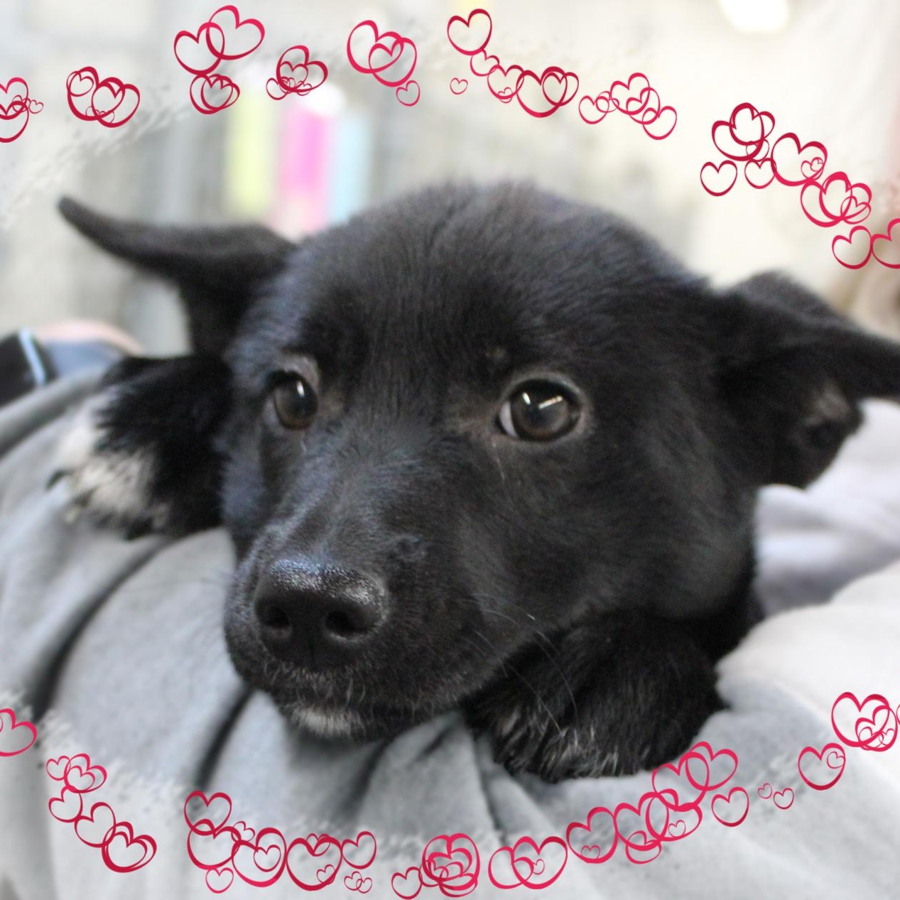 Enlarge Briar Rose, a Adoptable Pomsky in Amelia, OH image 1/2