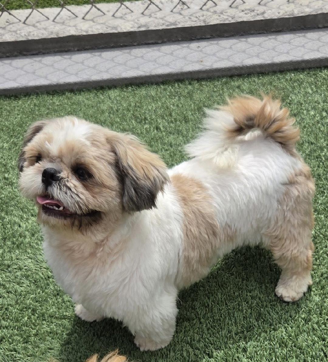 Jake, a ADOPTABLE Shih Tzu in Gardena, CA image 3/3