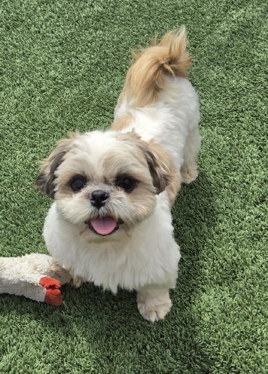 Jake, ADOPTABLE, Adult Male Shih Tzu.