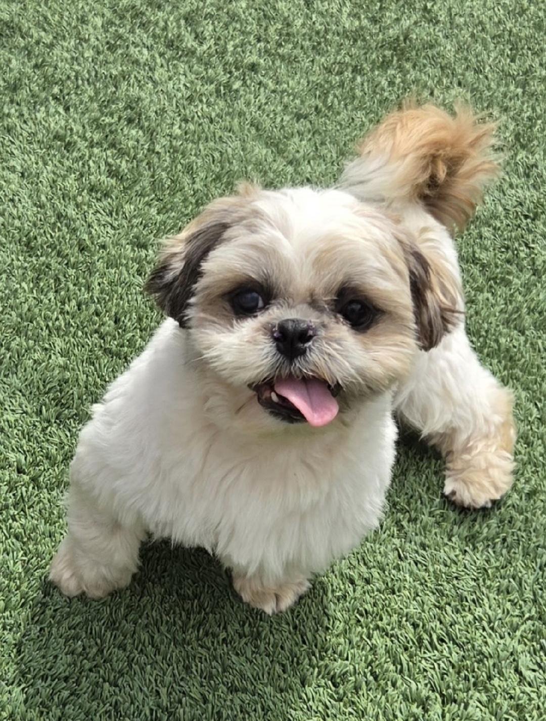Jake, a ADOPTABLE Shih Tzu in Gardena, CA image 2/3