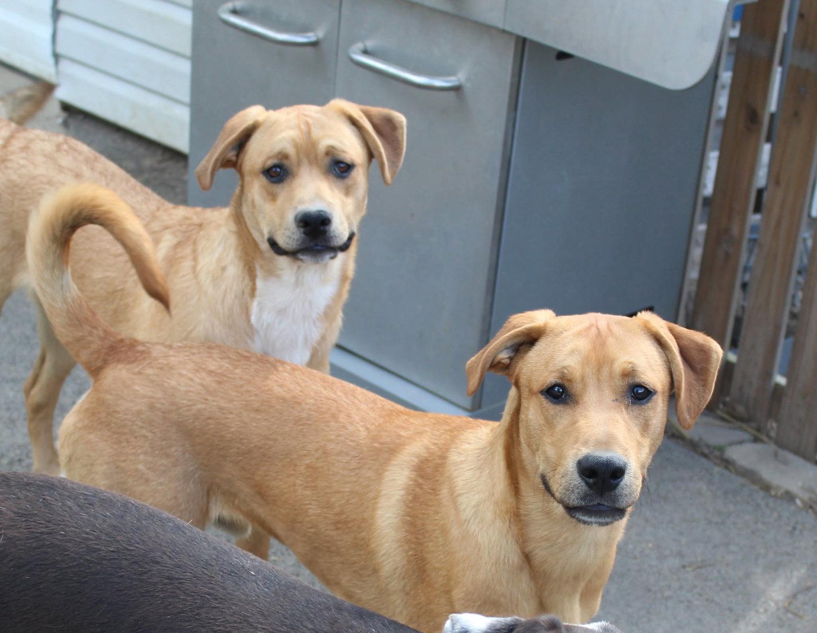 Theodore, Adoptable, Young Male Boxer.