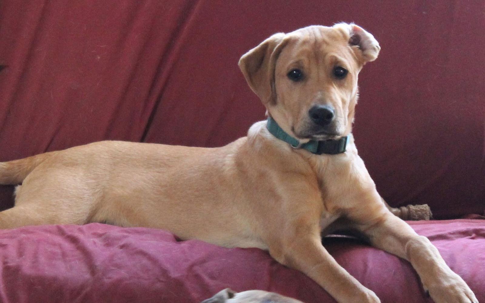 Enlarge Theodore, a Adoptable Boxer in Shakopee, MN image 3/3