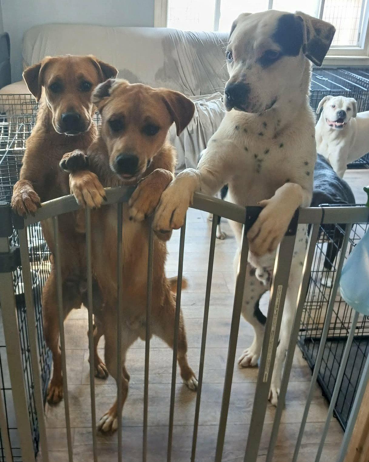 Enlarge Theodore, a Adoptable Boxer in Shakopee, MN image 2/3