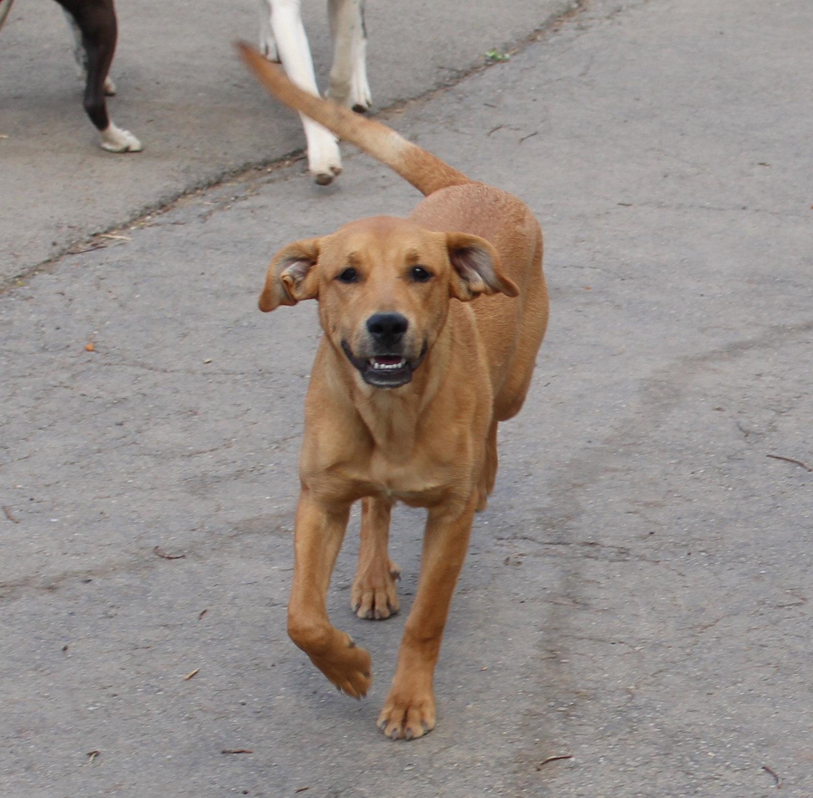 Enlarge Theodore, a Adoptable Boxer in Shakopee, MN image 3/3