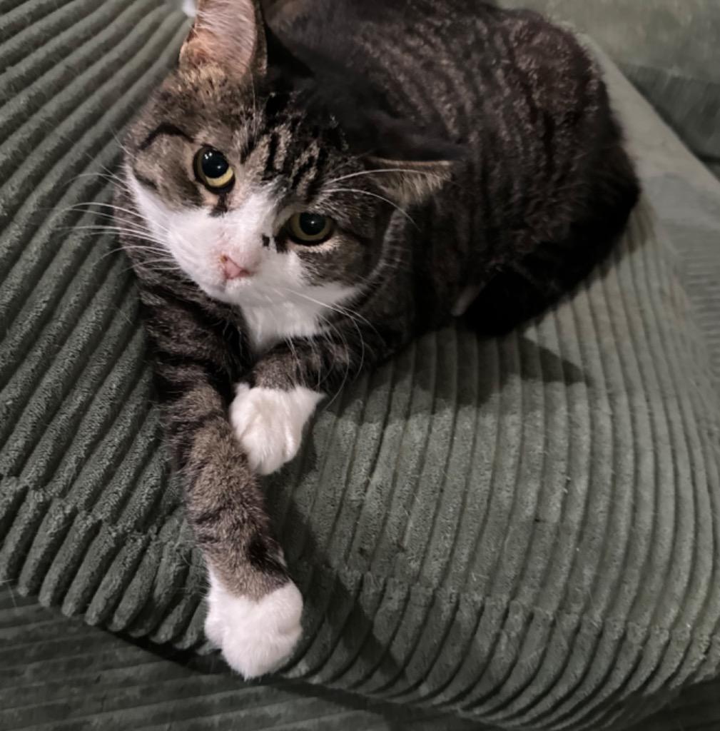 Marcy, Adoptable, Adult Female Domestic Short Hair.