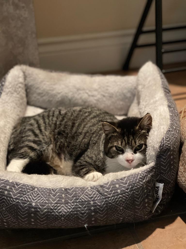 Marcy, Adoptable, Adult Female Domestic Short Hair.