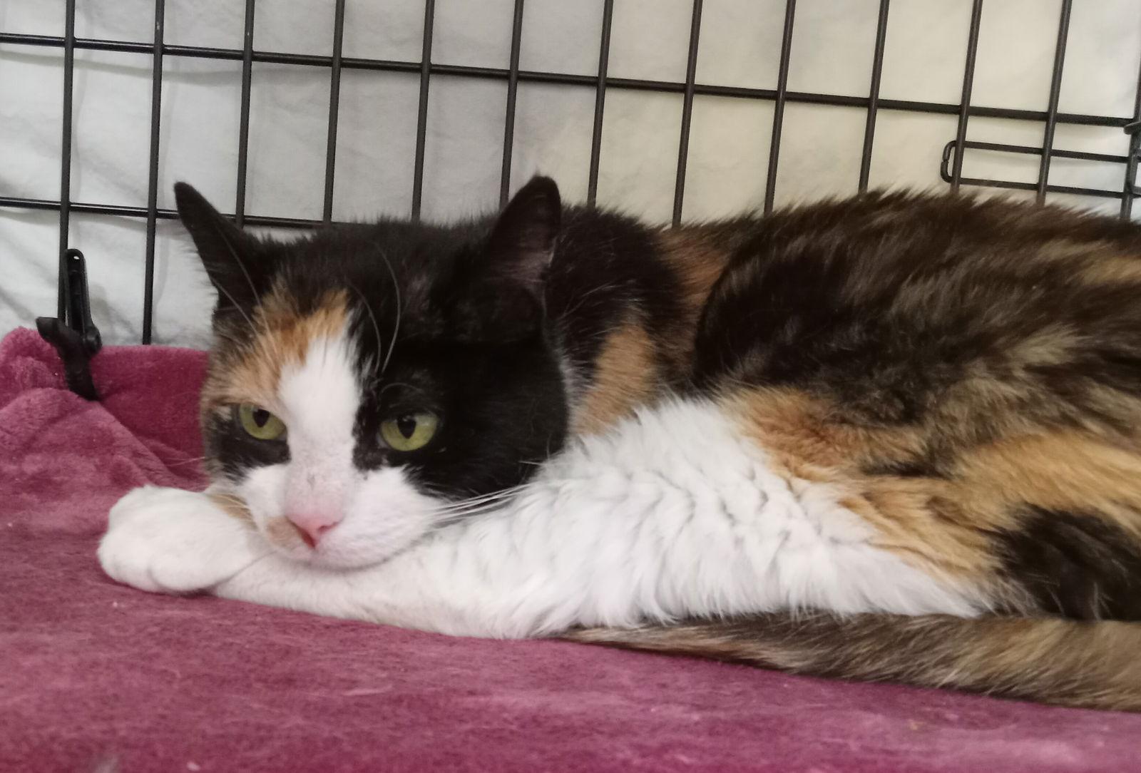 Enlarge Phryne, Willow Grove PA (FCID 04/17/25–107) SN,KDC, a Adopted mixed breed in Greenville, DE image 3/3