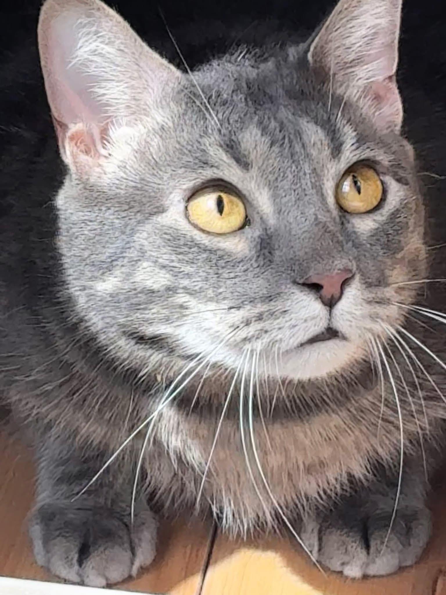 Jerry, a Adoptable Tabby in Orland Park, IL image 2/5