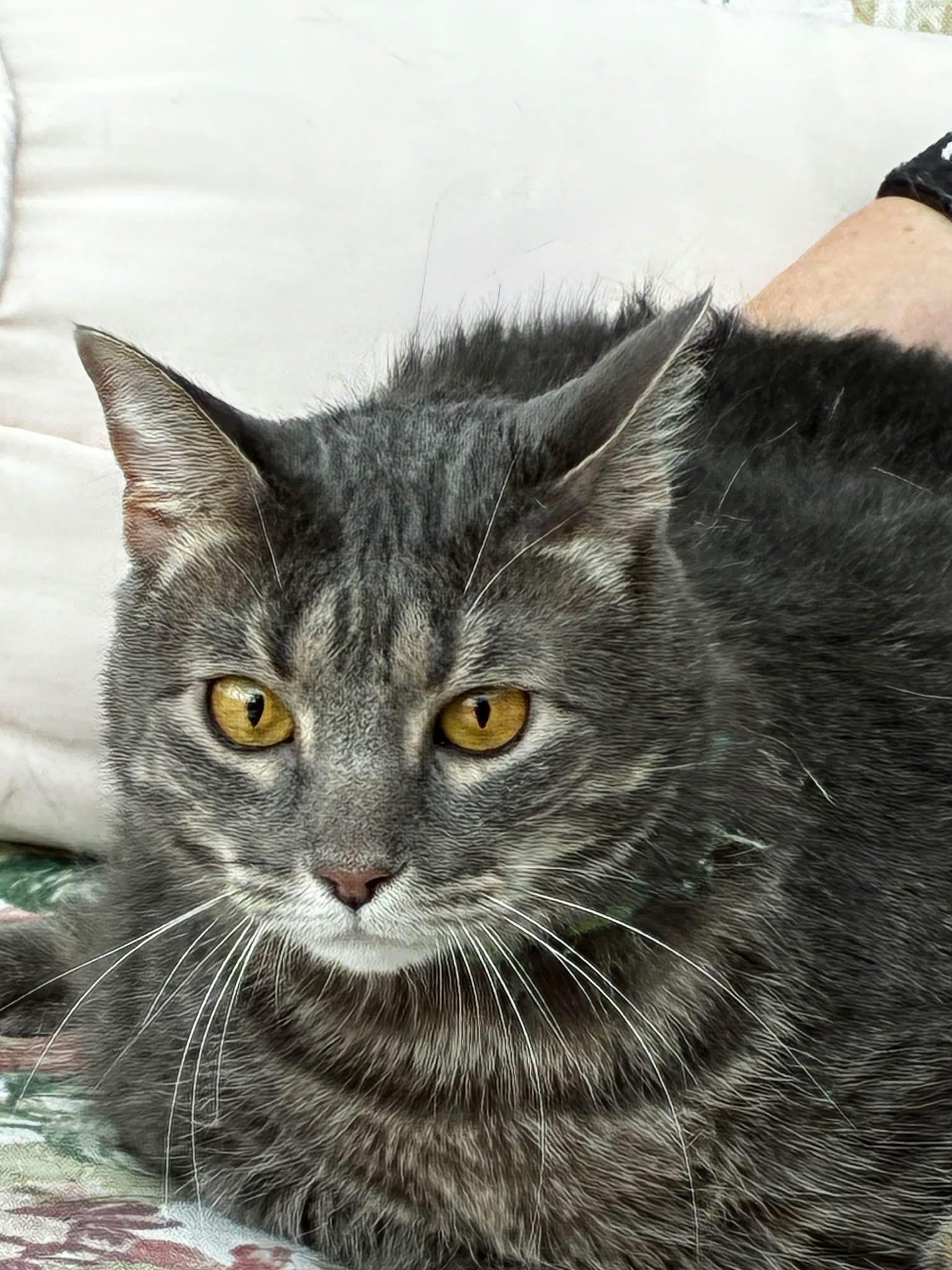 Jerry, a Adoptable Tabby in Orland Park, IL image 4/5