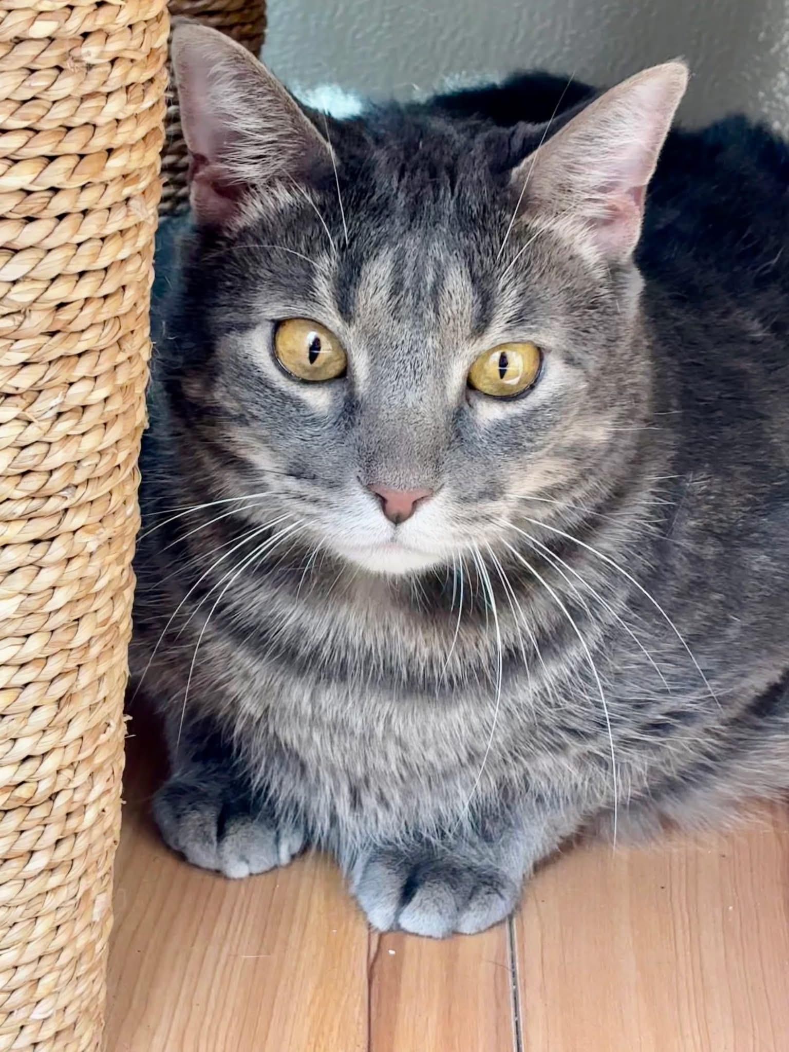 Jerry, Adoptable, Adult Male Tabby.