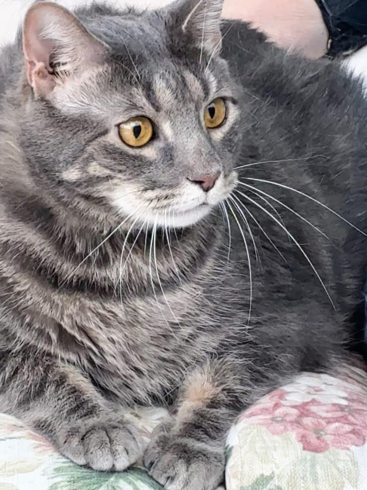 Jerry, a Adoptable Tabby in Orland Park, IL image 3/5