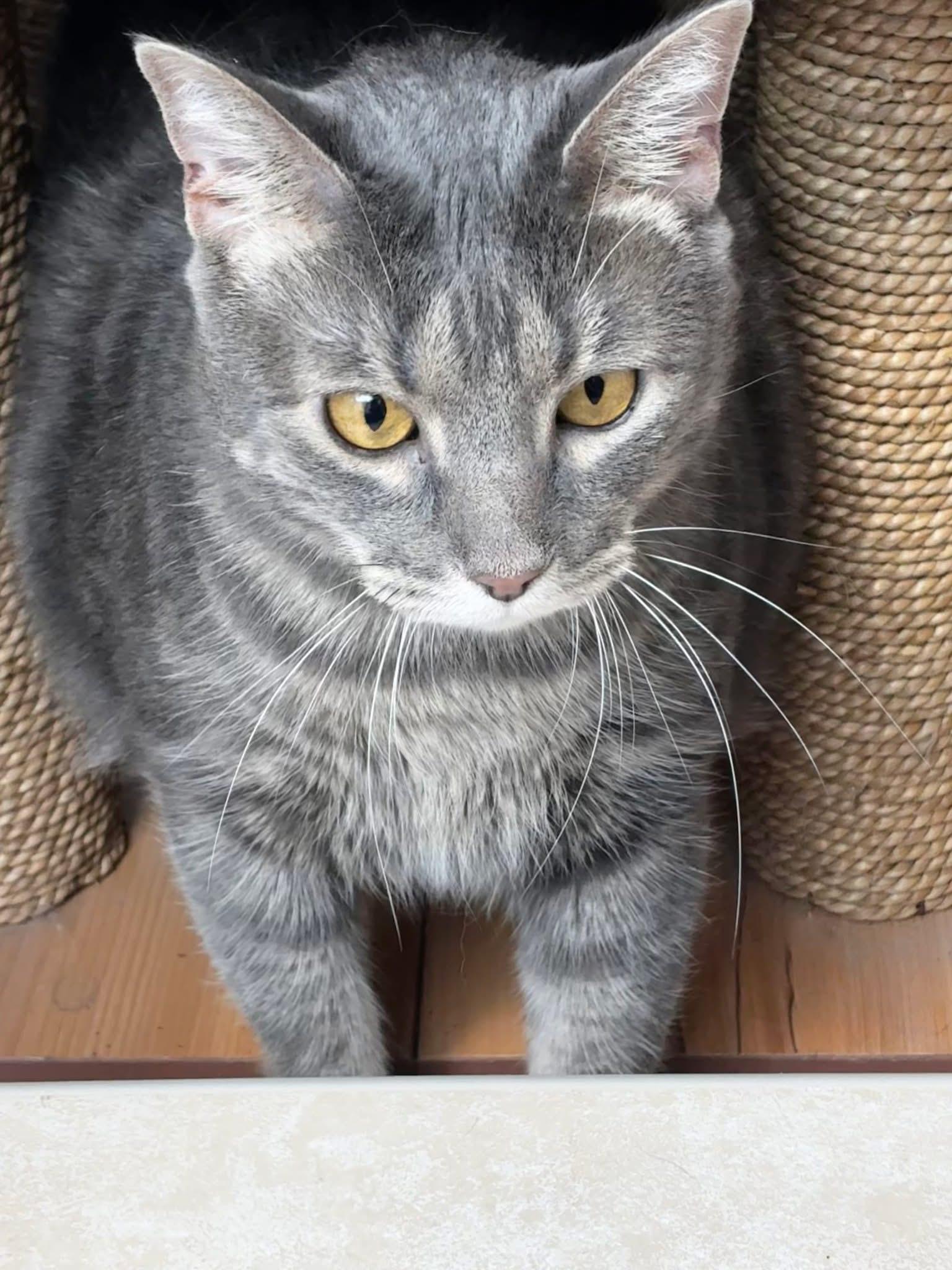 Jerry, a Adoptable Tabby in Orland Park, IL image 5/5