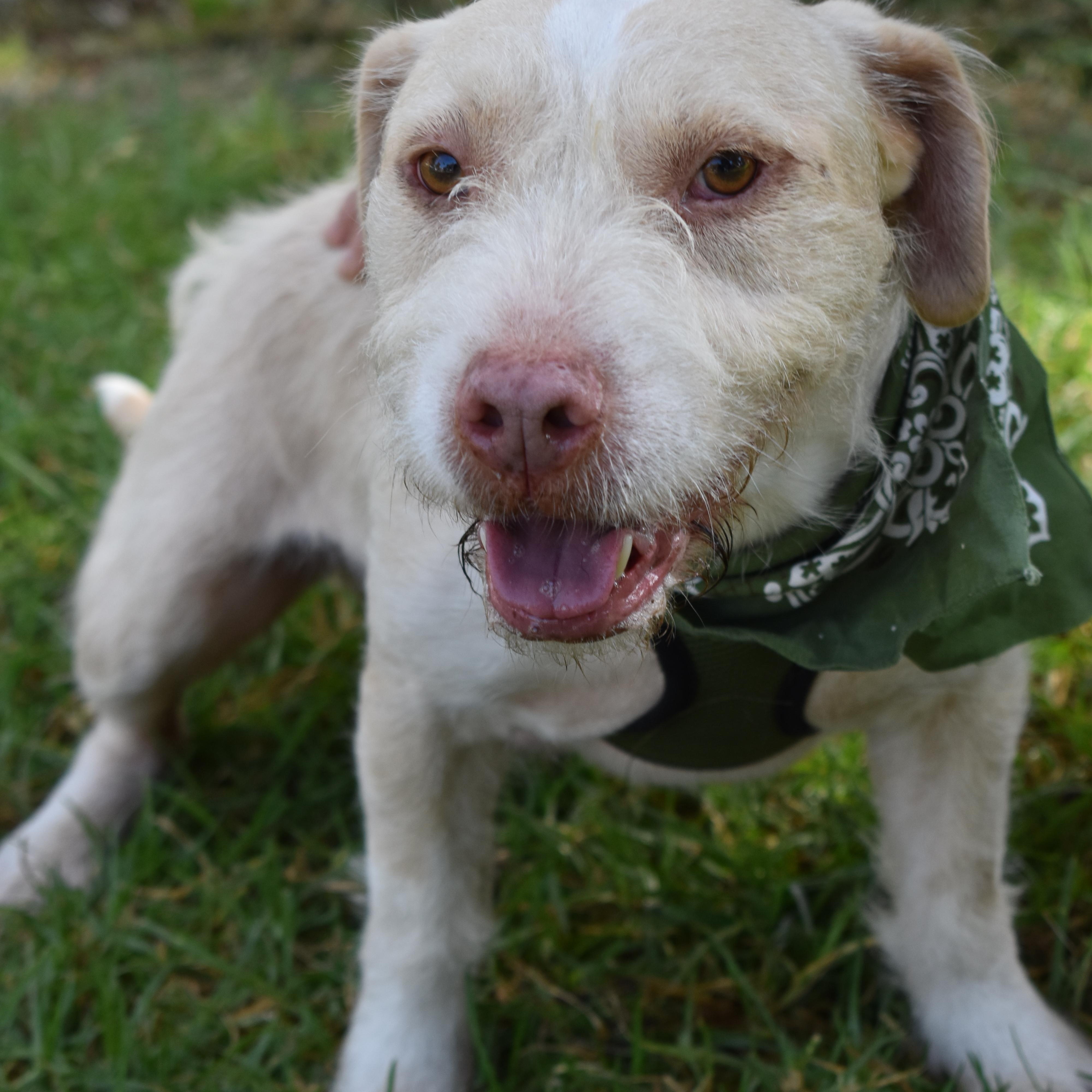 Enlarge Ringo, a Adoptable mixed breed in San Diego, CA image 3/6
