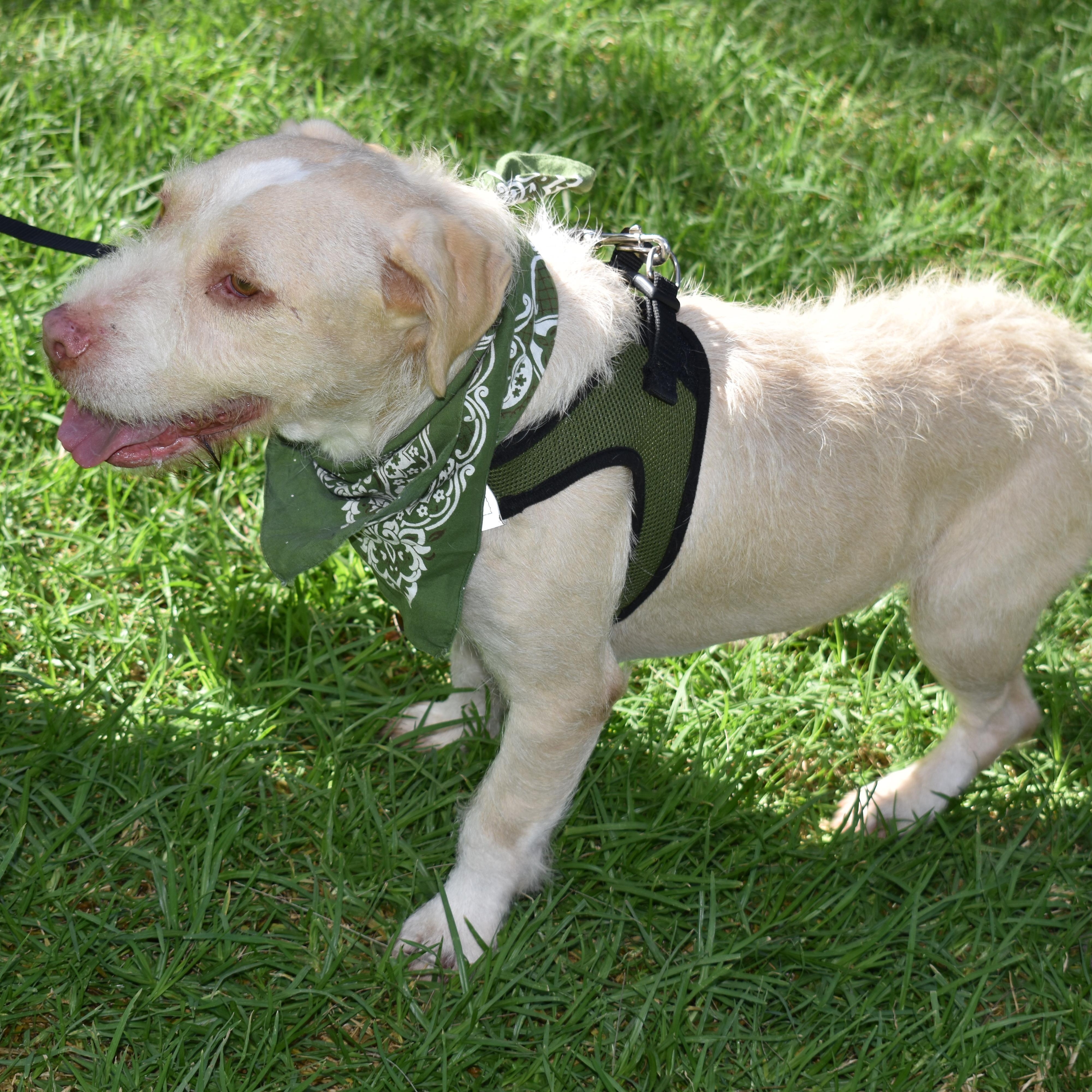 Enlarge Ringo, a Adoptable mixed breed in San Diego, CA image 5/6