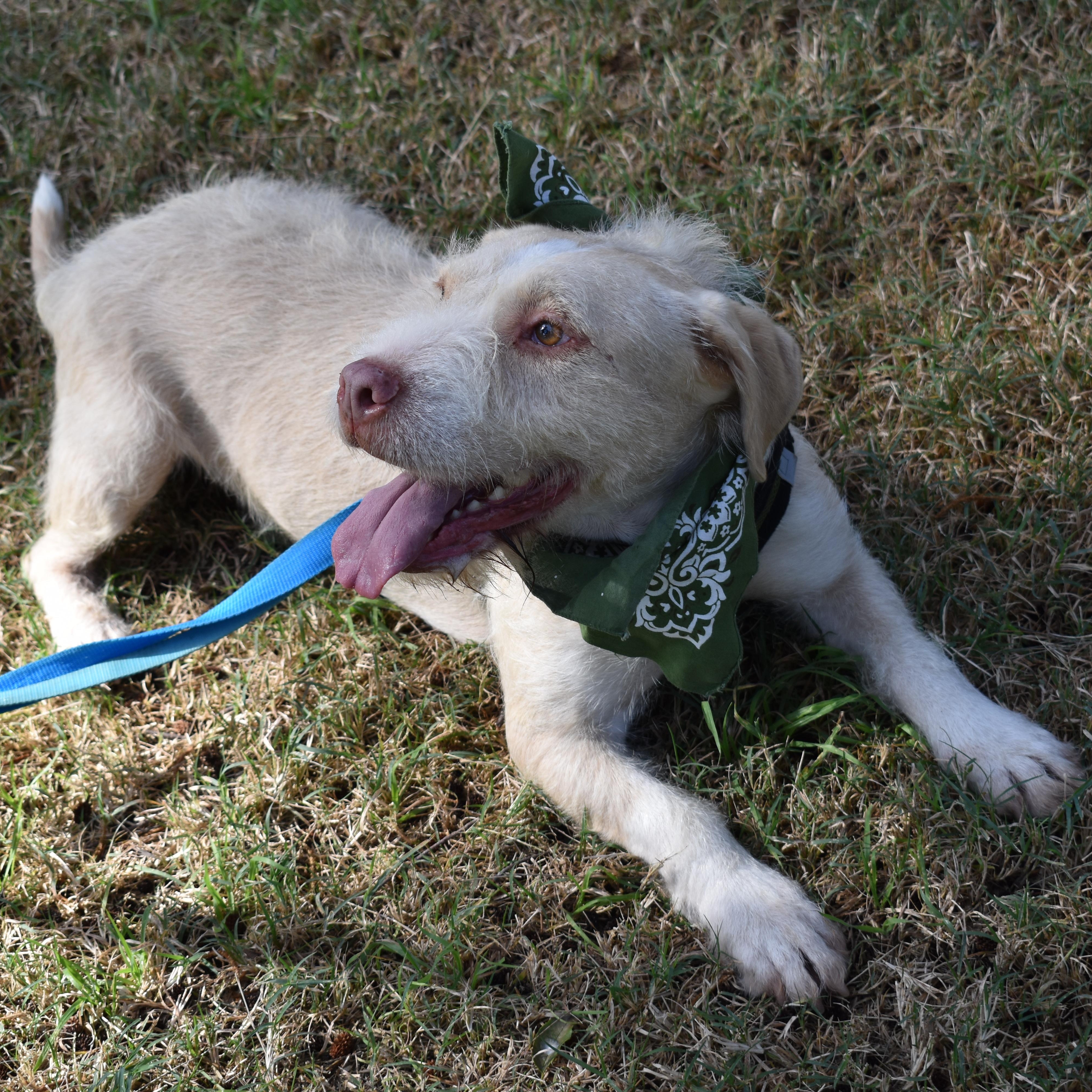 Enlarge Ringo, a Adoptable mixed breed in San Diego, CA image 4/6