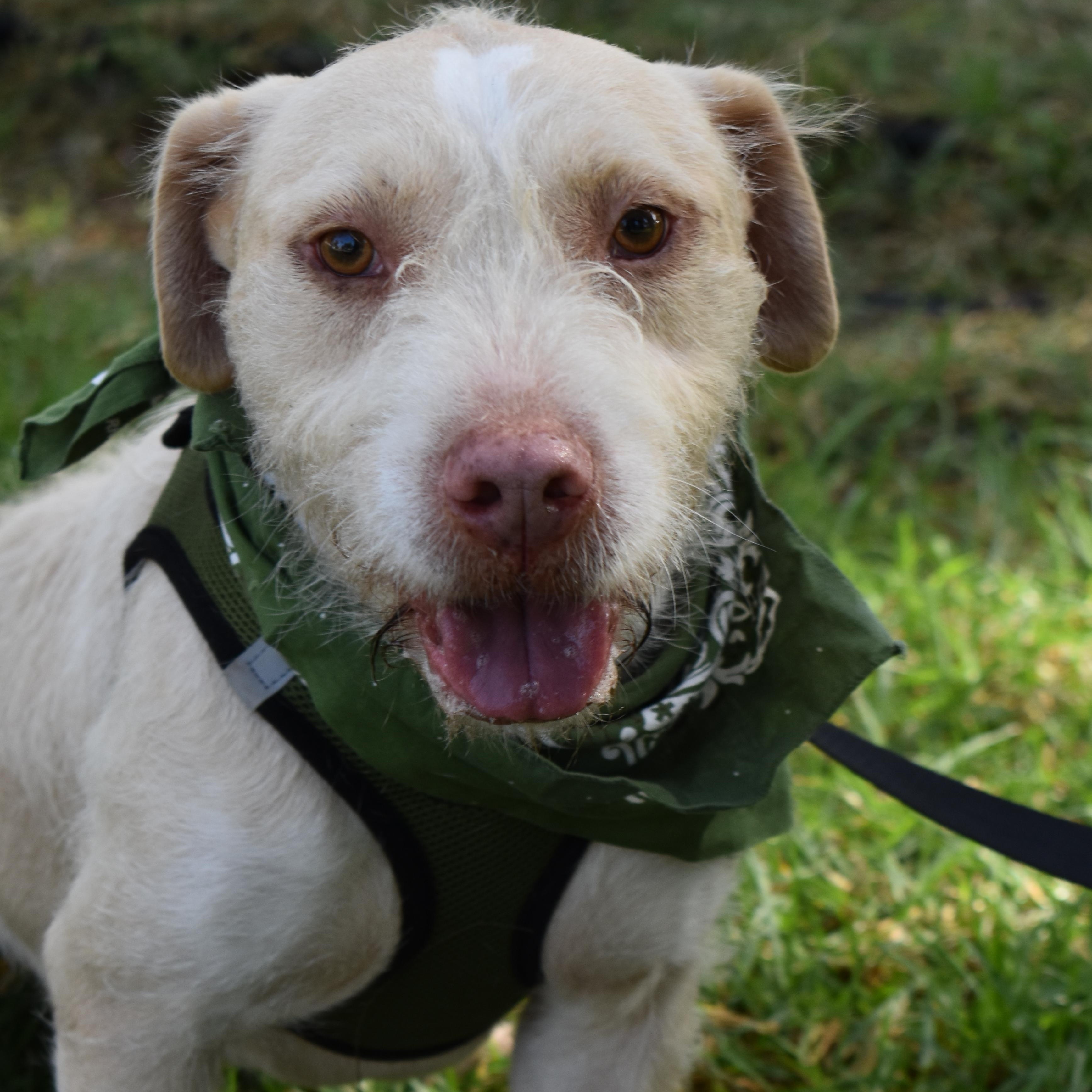 Enlarge Ringo, a Adoptable mixed breed in San Diego, CA image 1/6