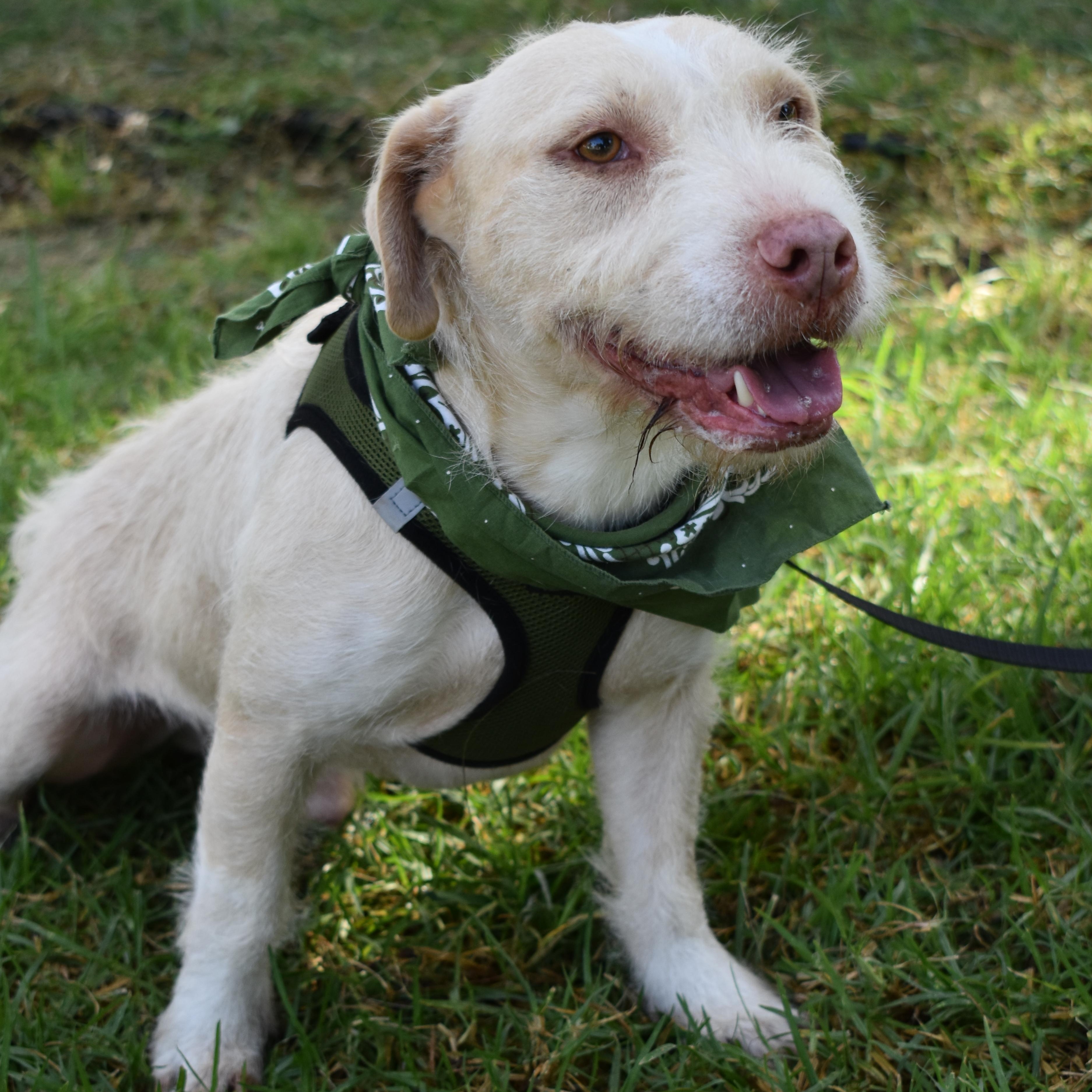 Enlarge Ringo, a Adoptable mixed breed in San Diego, CA image 2/6