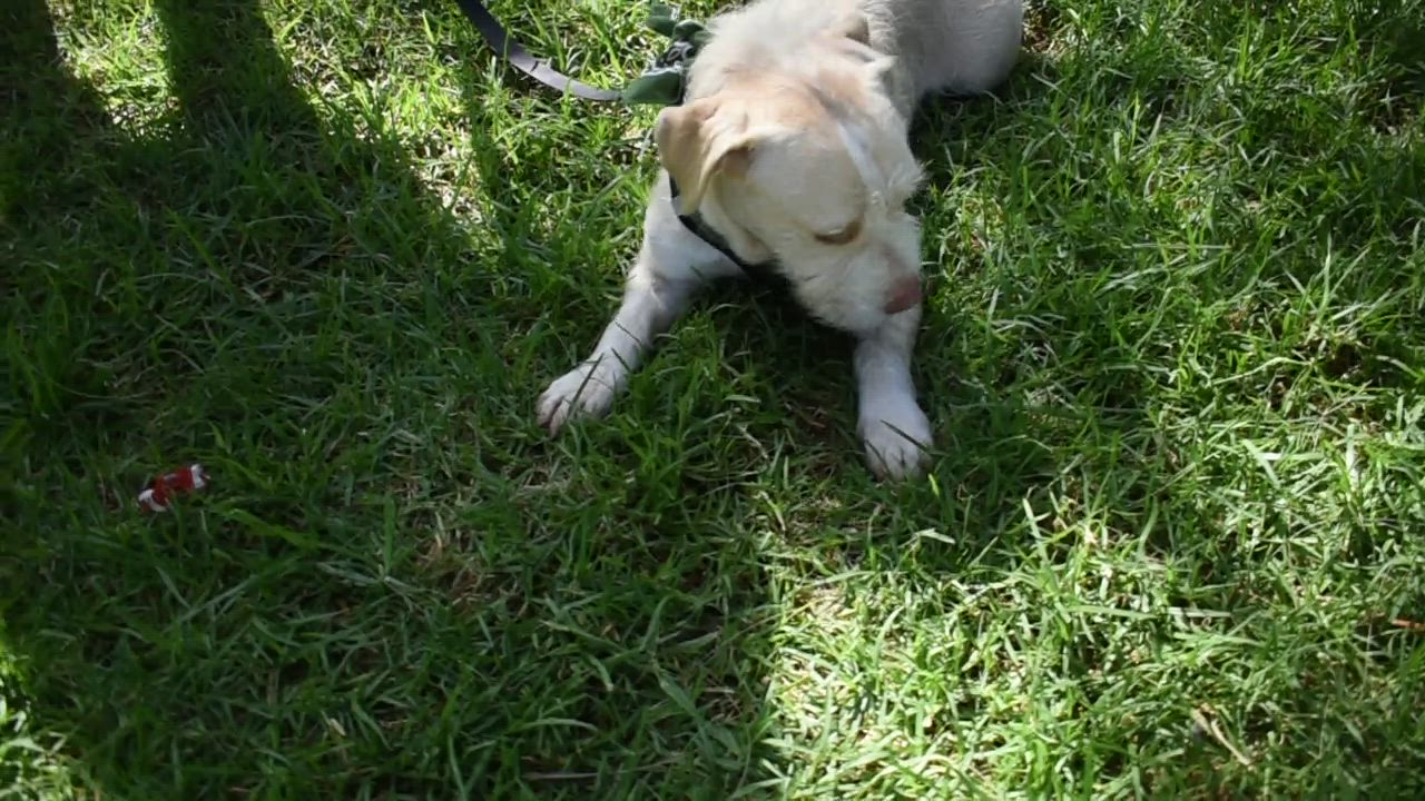 Enlarge Ringo, a Adoptable mixed breed in San Diego, CA video 6/6