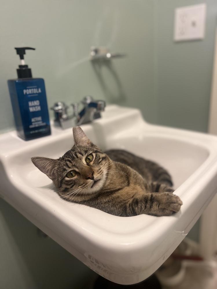 Charlie, Adoptable, Kitten Male Tabby.