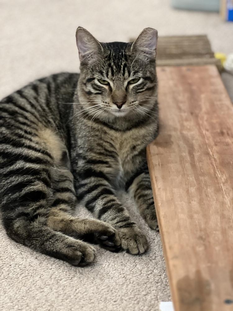 Enlarge Charlie, a Adoptable Tabby in Denver, CO image 2/6