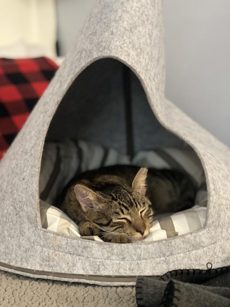 Enlarge Charlie, a Adoptable Tabby in Denver, CO image 3/6