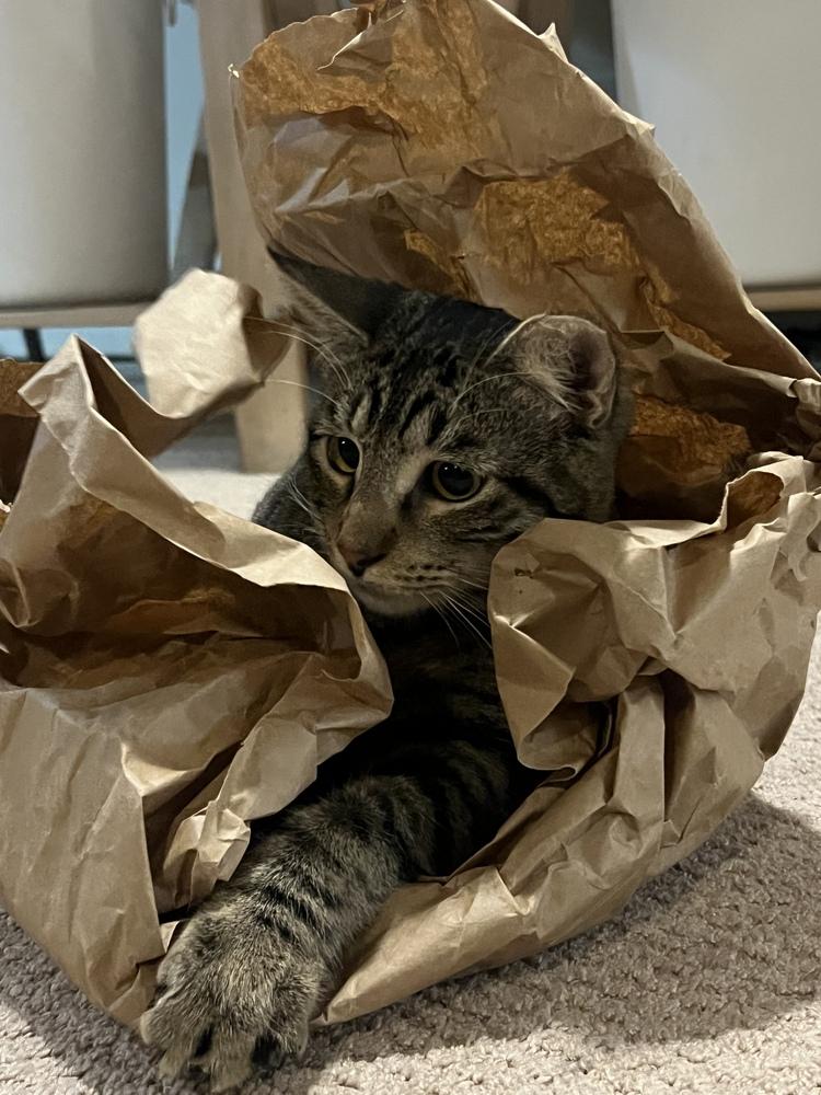 Enlarge Charlie, a Adoptable Tabby in Denver, CO image 4/6