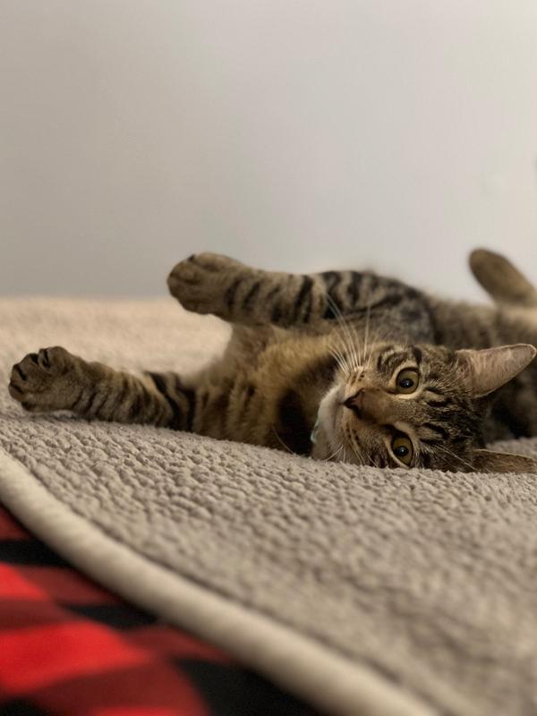 Enlarge Charlie, a Adoptable Tabby in Denver, CO image 5/6