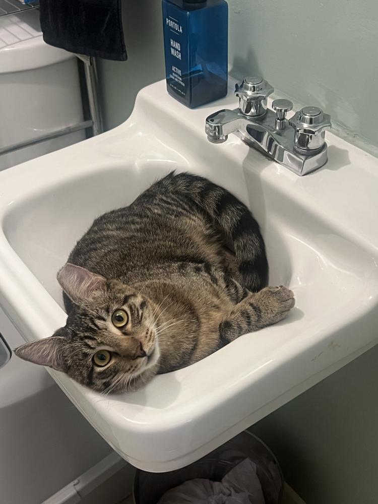 Enlarge Charlie, a Adoptable Tabby in Denver, CO image 6/6