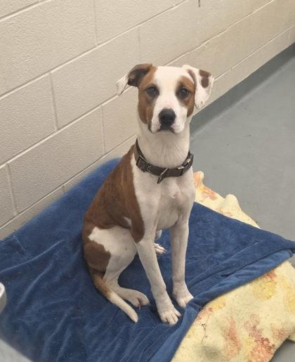 Lizzy, Adoptable, Young Female Hound & Mixed Breed.
