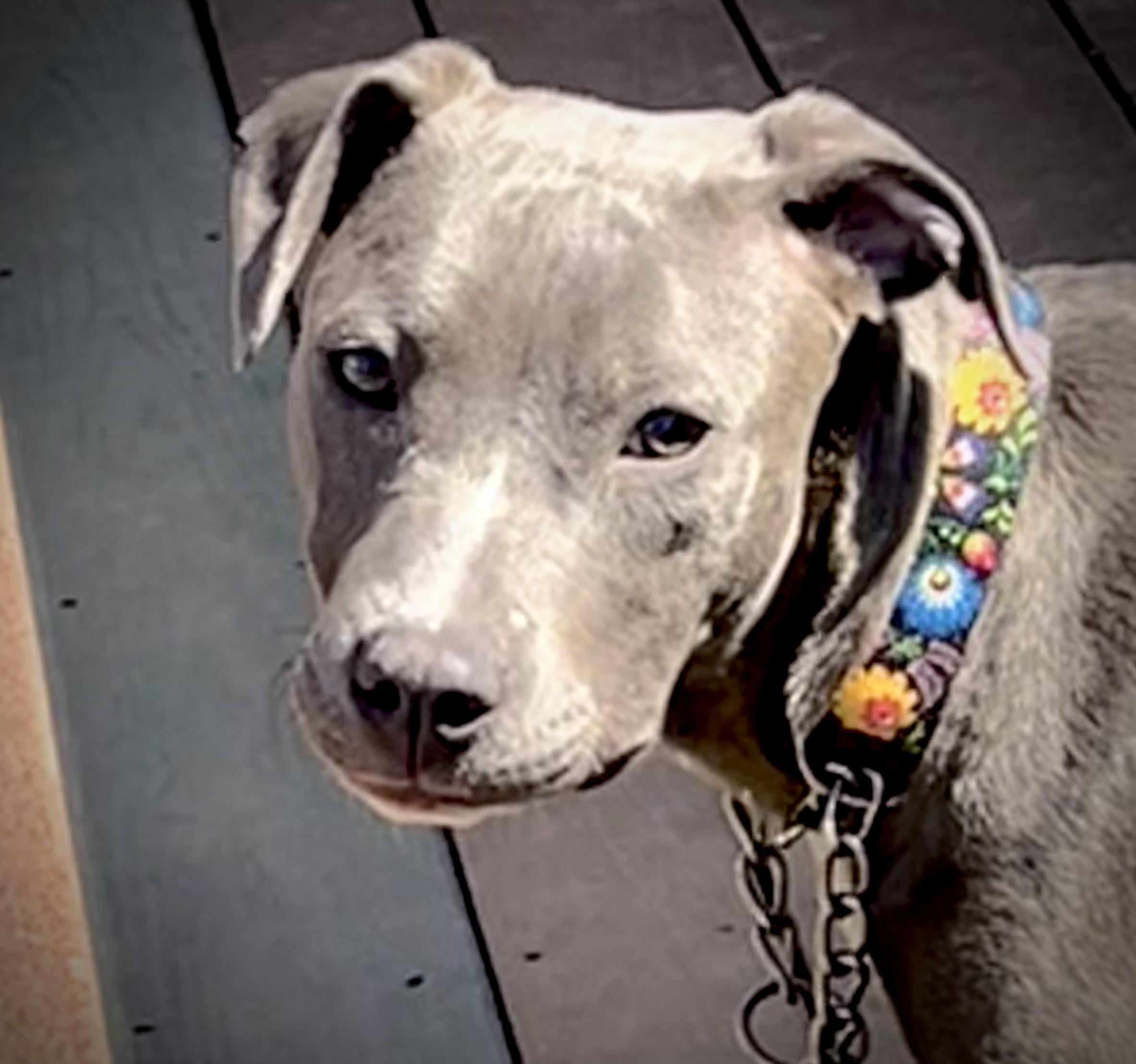 Enlarge Delilah, a ADOPTABLE American Staffordshire Terrier in Powell, TN image 3/5