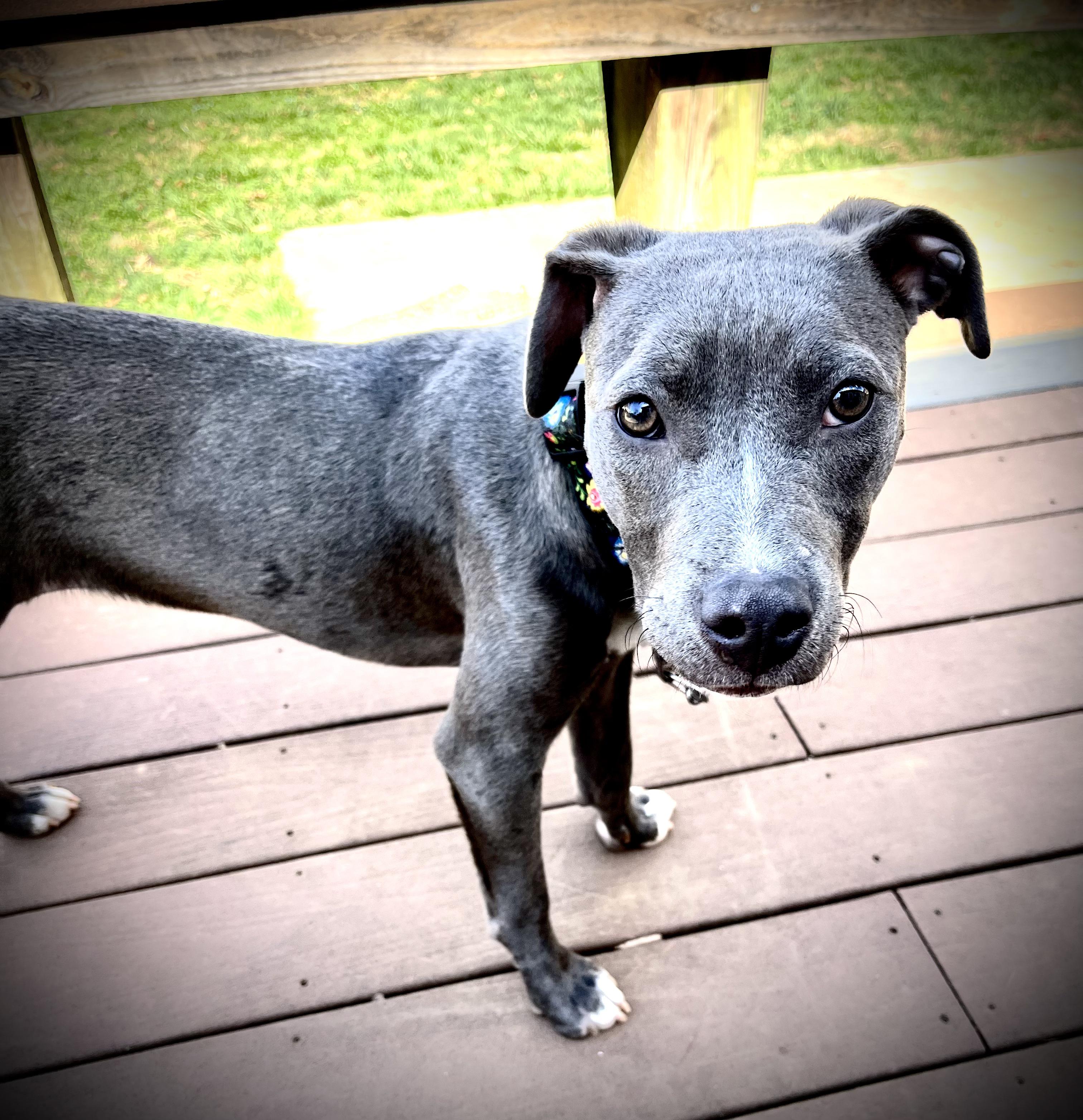 Enlarge Delilah, a ADOPTABLE American Staffordshire Terrier in Powell, TN image 2/5