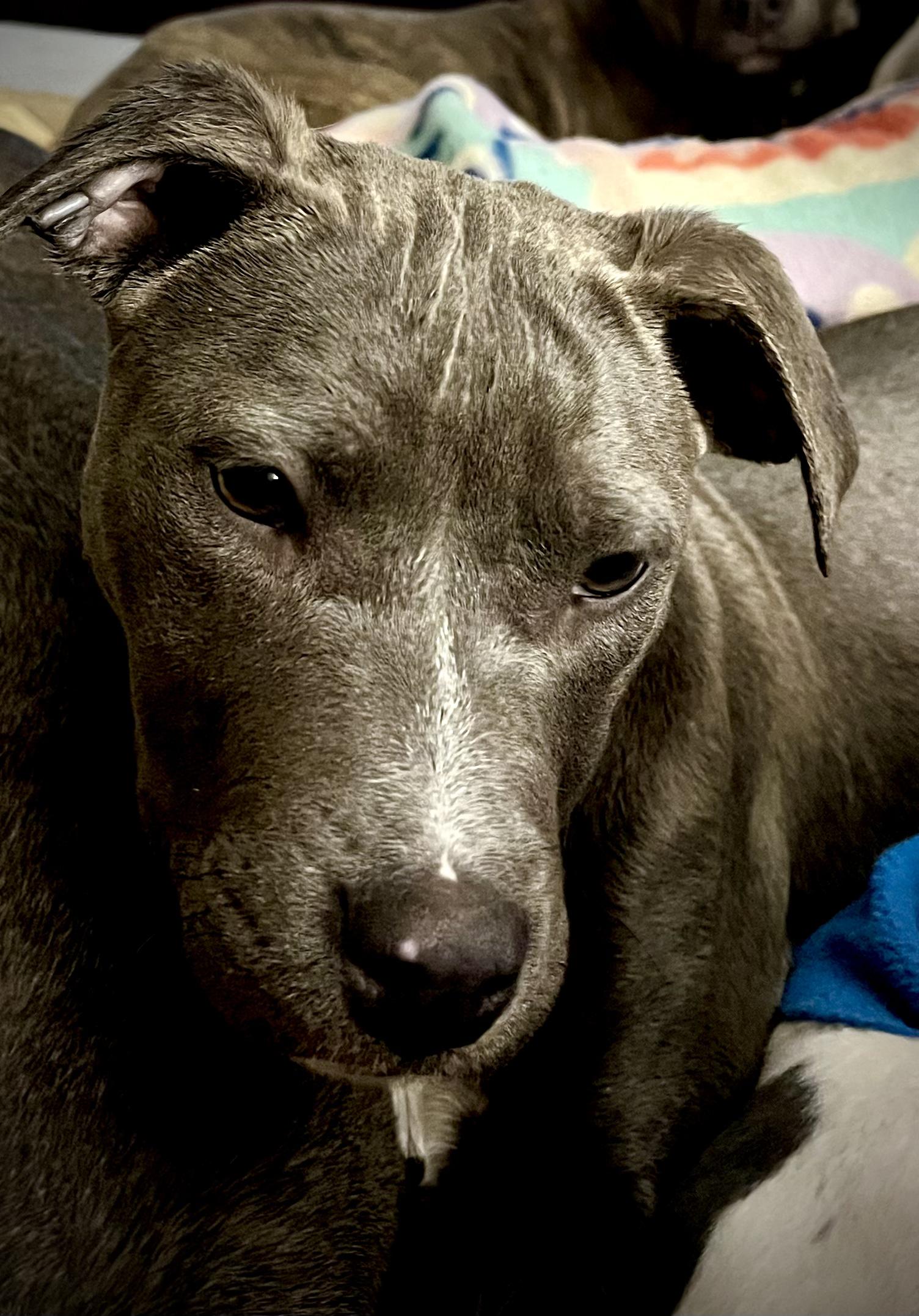 Enlarge Delilah, a ADOPTABLE American Staffordshire Terrier in Powell, TN image 1/5