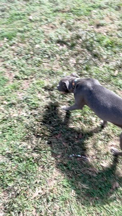 Enlarge Delilah, a ADOPTABLE American Staffordshire Terrier in Powell, TN video 4/5