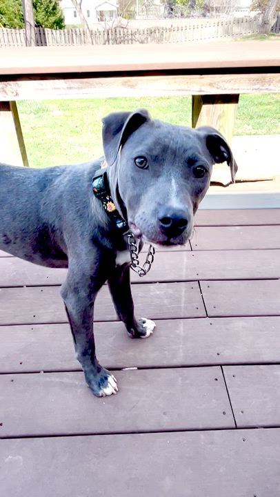 Enlarge Delilah, a ADOPTABLE American Staffordshire Terrier in Powell, TN video 5/5