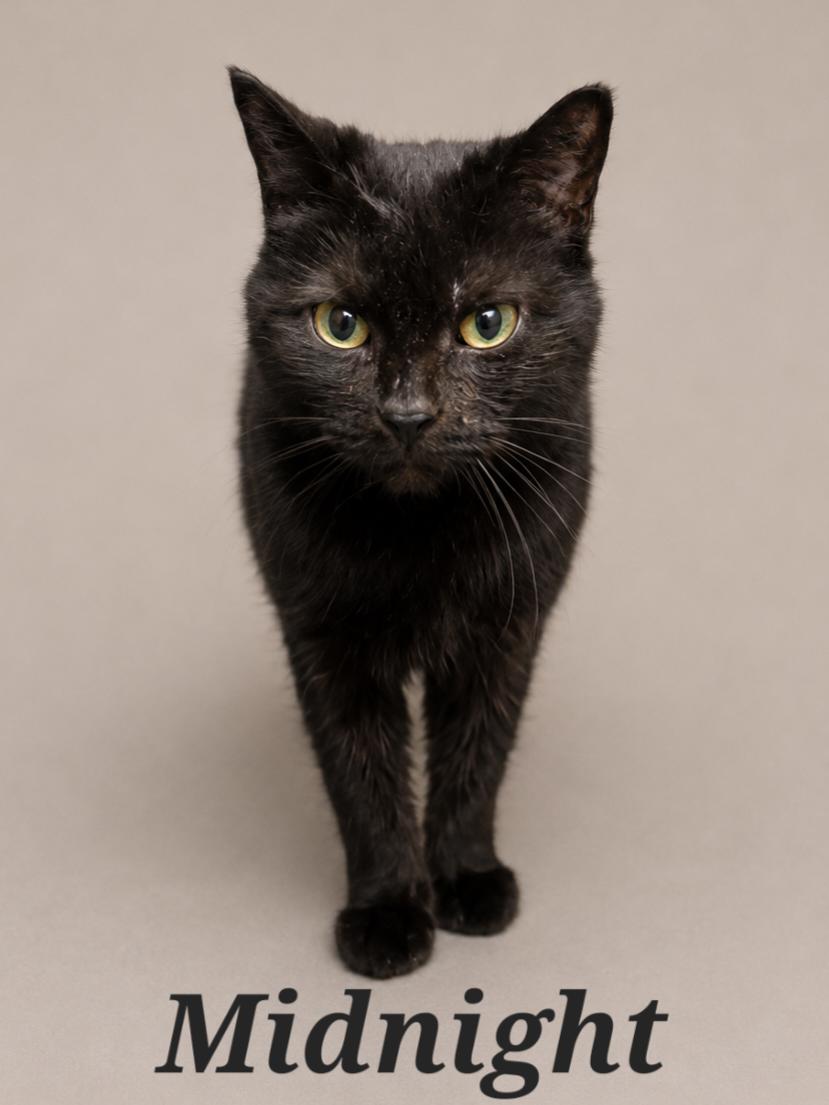 Enlarge Midnight, a ADOPTABLE Domestic Short Hair in Monroeville, PA image 1/1