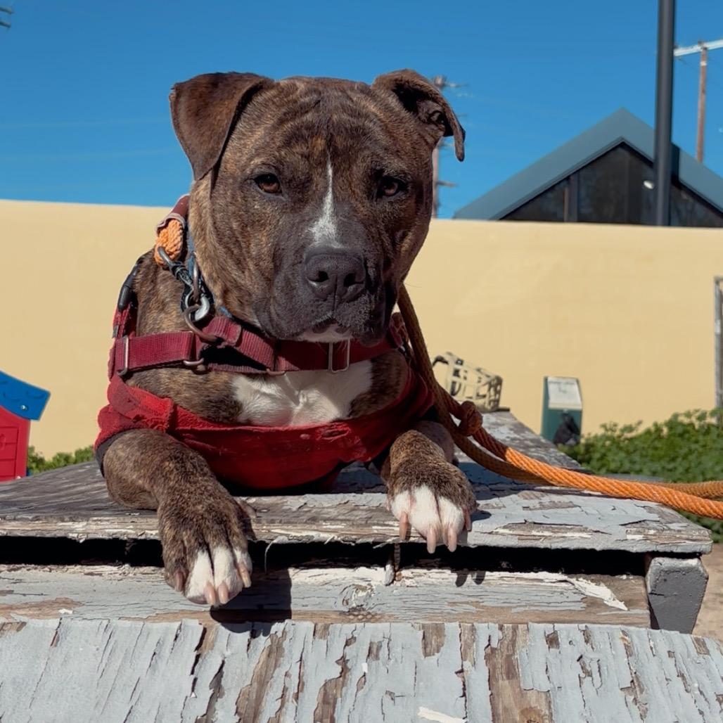 Firefly A2199841, Adoptable, Adult Male Pit Bull Terrier.