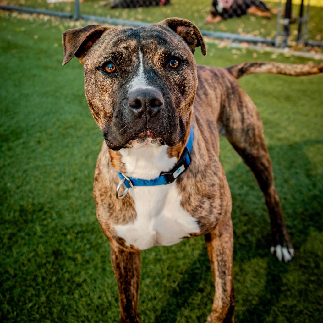 Enlarge Firefly A2199841, a Adoptable Pit Bull Terrier in Mission Hills, CA image 3/6