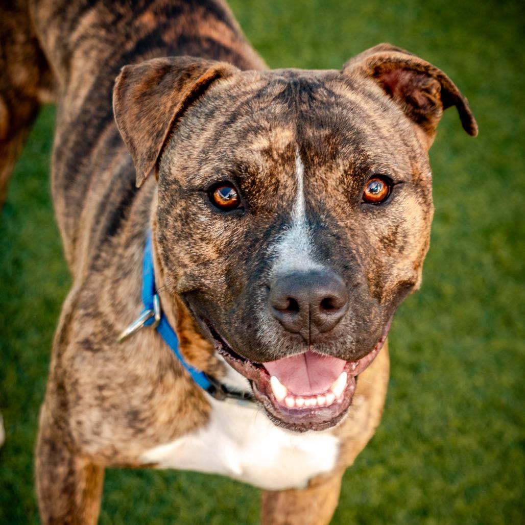 Enlarge Firefly A2199841, a Adoptable Pit Bull Terrier in Mission Hills, CA image 4/6