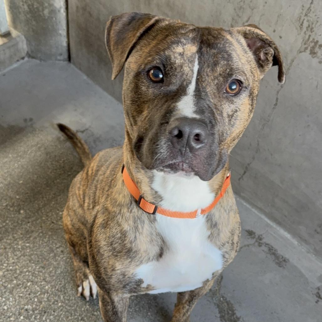 Firefly A2199841, Adoptable, Adult Male Pit Bull Terrier.