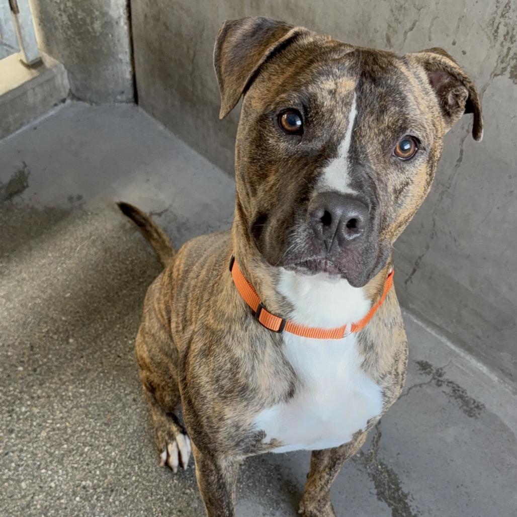 Firefly A2199841, a Adoptable Pit Bull Terrier in Mission Hills, CA image 3/5