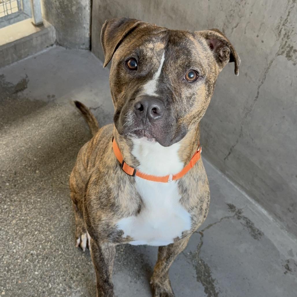 Firefly A2199841, a Adoptable Pit Bull Terrier in Mission Hills, CA image 4/5