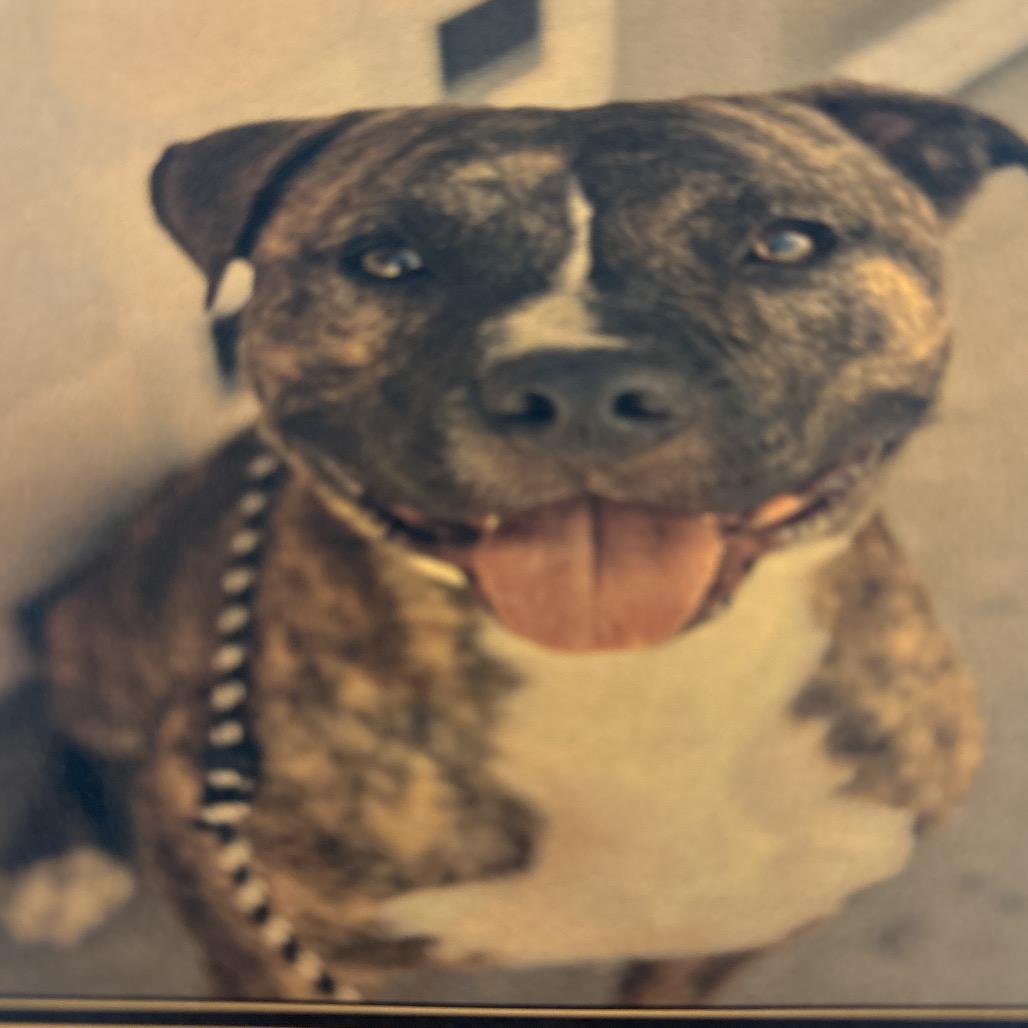 Firefly A2199841, a Adoptable Pit Bull Terrier in Mission Hills, CA image 5/5