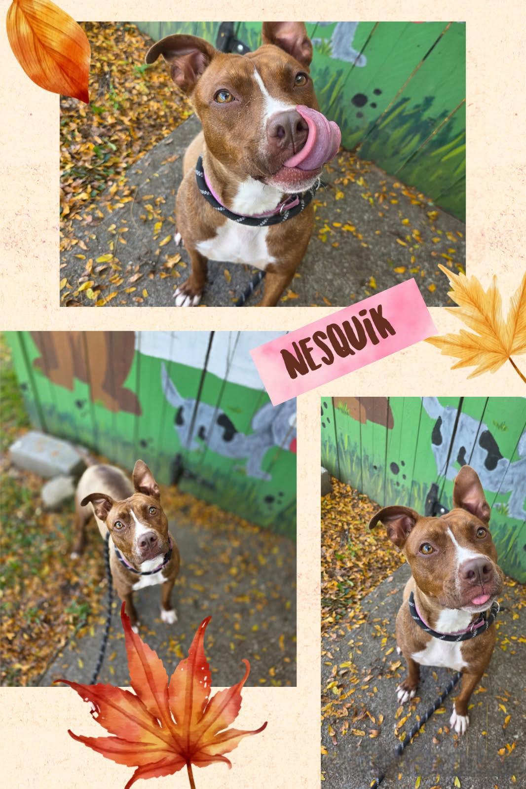 Nesquik, Adoptable, Adult Female Mixed Breed.