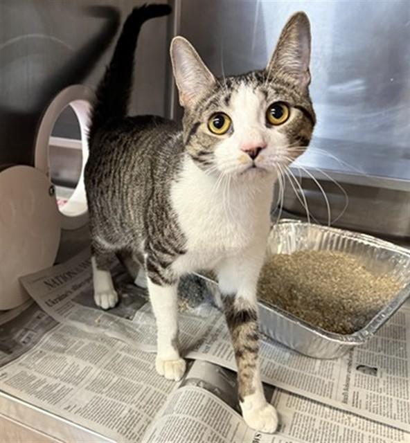 MISS SUGAR PLUM, Adoptable, Young Female Domestic Short Hair.