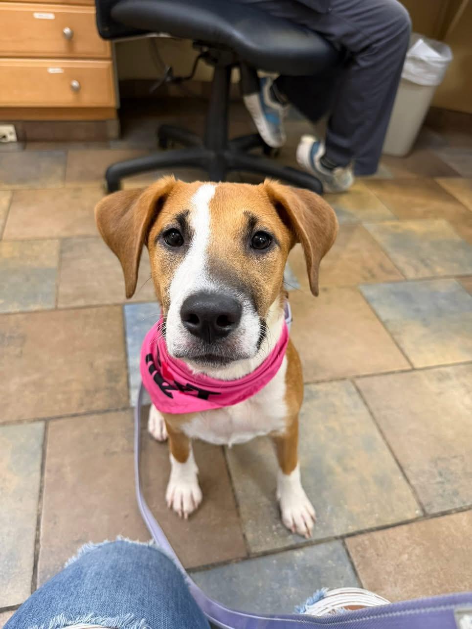Enlarge Thalia, a Adoptable Carolina Dog in Wappingers Falls, NY image 4/5