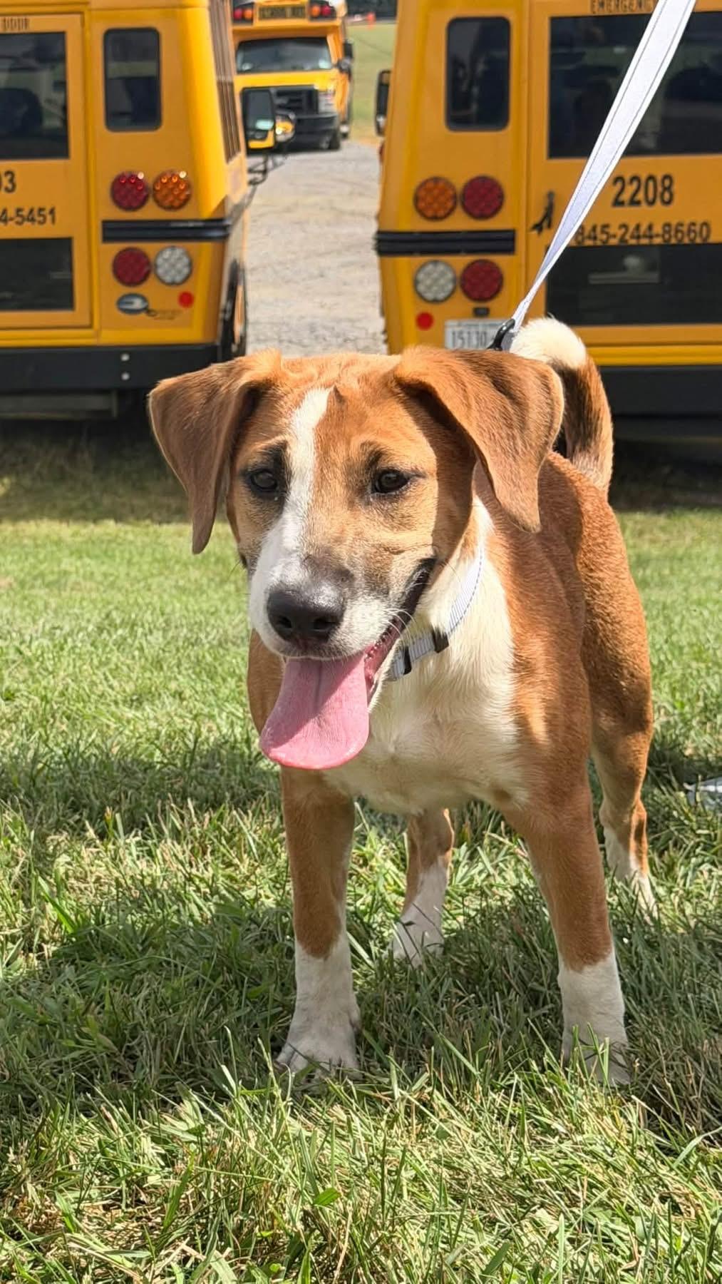 Enlarge Thalia, a Adoptable Carolina Dog in Wappingers Falls, NY image 2/5