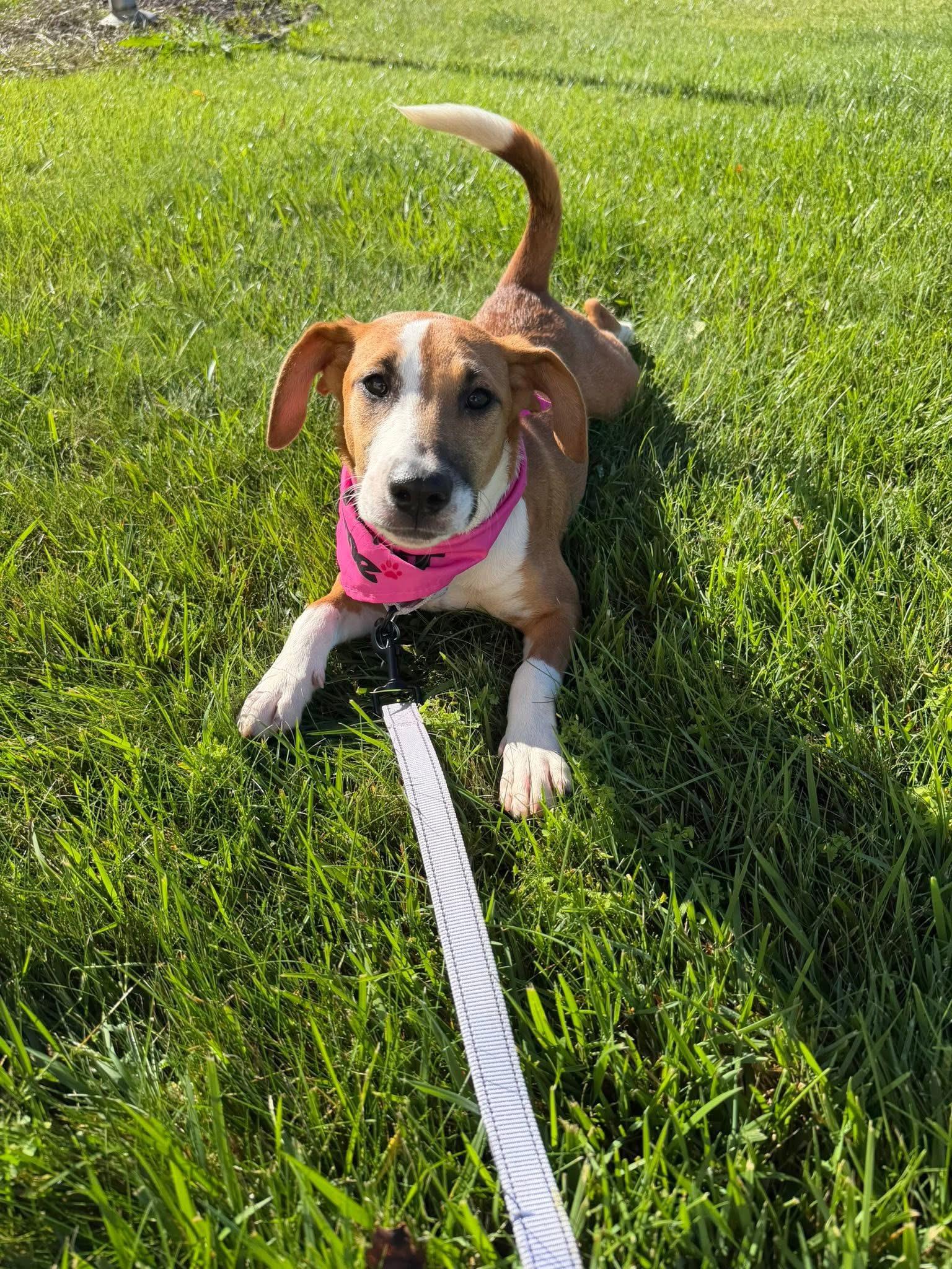 Enlarge Thalia, a Adoptable Carolina Dog in Wappingers Falls, NY image 5/5